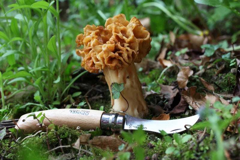 Opinel Mushroom Knife #08 S/S 8cm