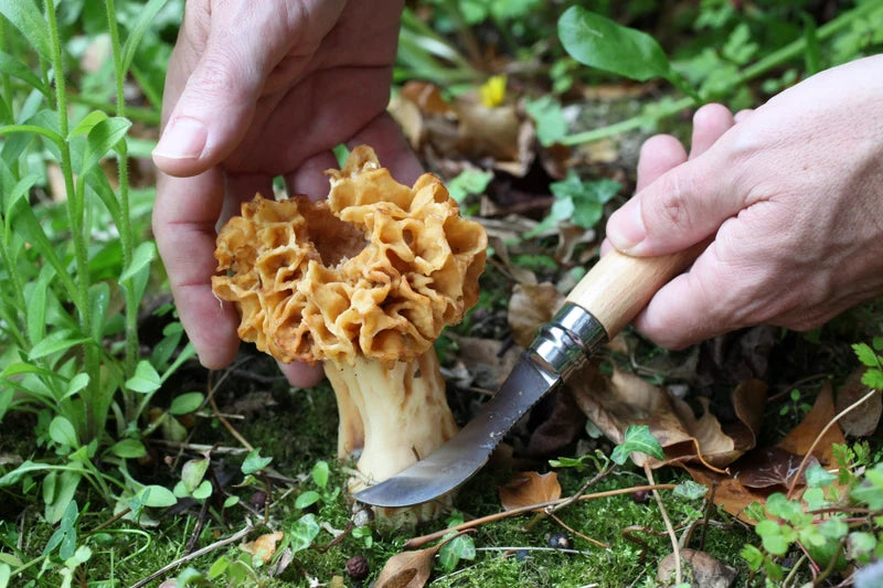 Opinel Mushroom Knife #08 S/S 8cm
